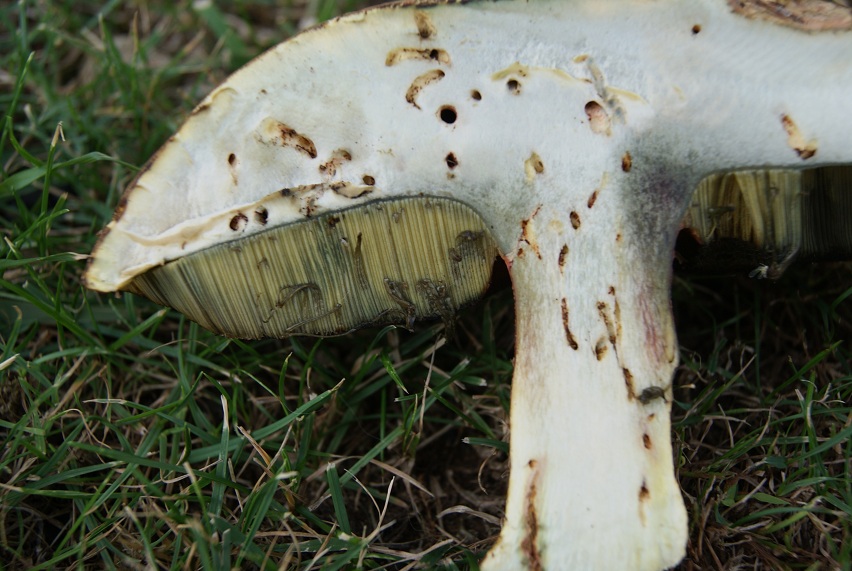 boletus purpureus?